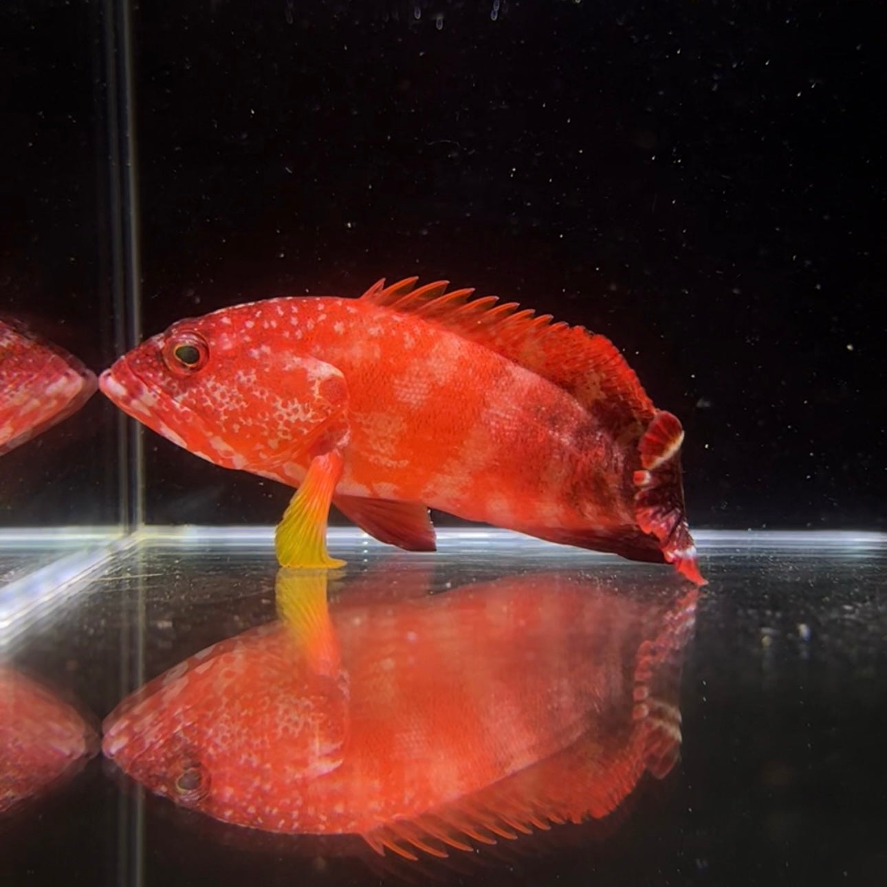 【沖縄北部もとぶ産】ニジハタ18〜22cm前後 海水魚プロショップ