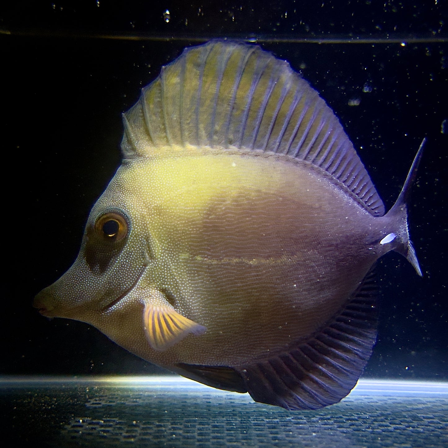 【沖縄もとぶ産】ゴマハギ 海水魚