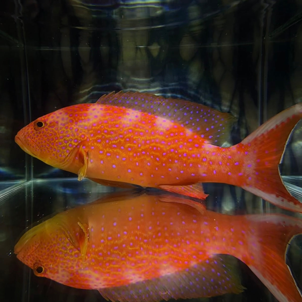 【沖縄北部もとぶ産】オジロバラハタ 海水魚プロショップ