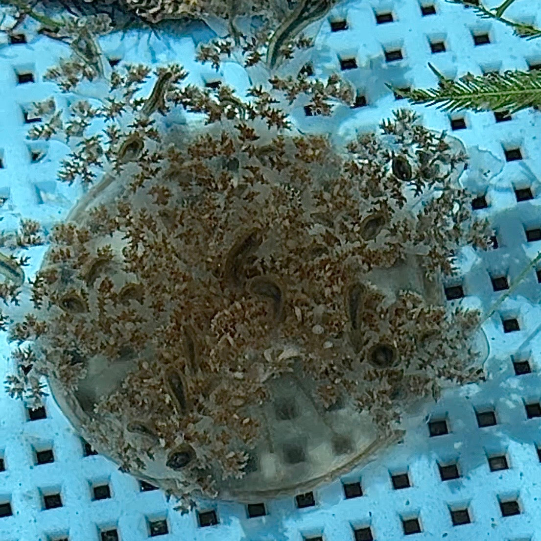 【沖縄北部もとぶ産】サカサクラゲ7cm前後 海水魚プロショップ