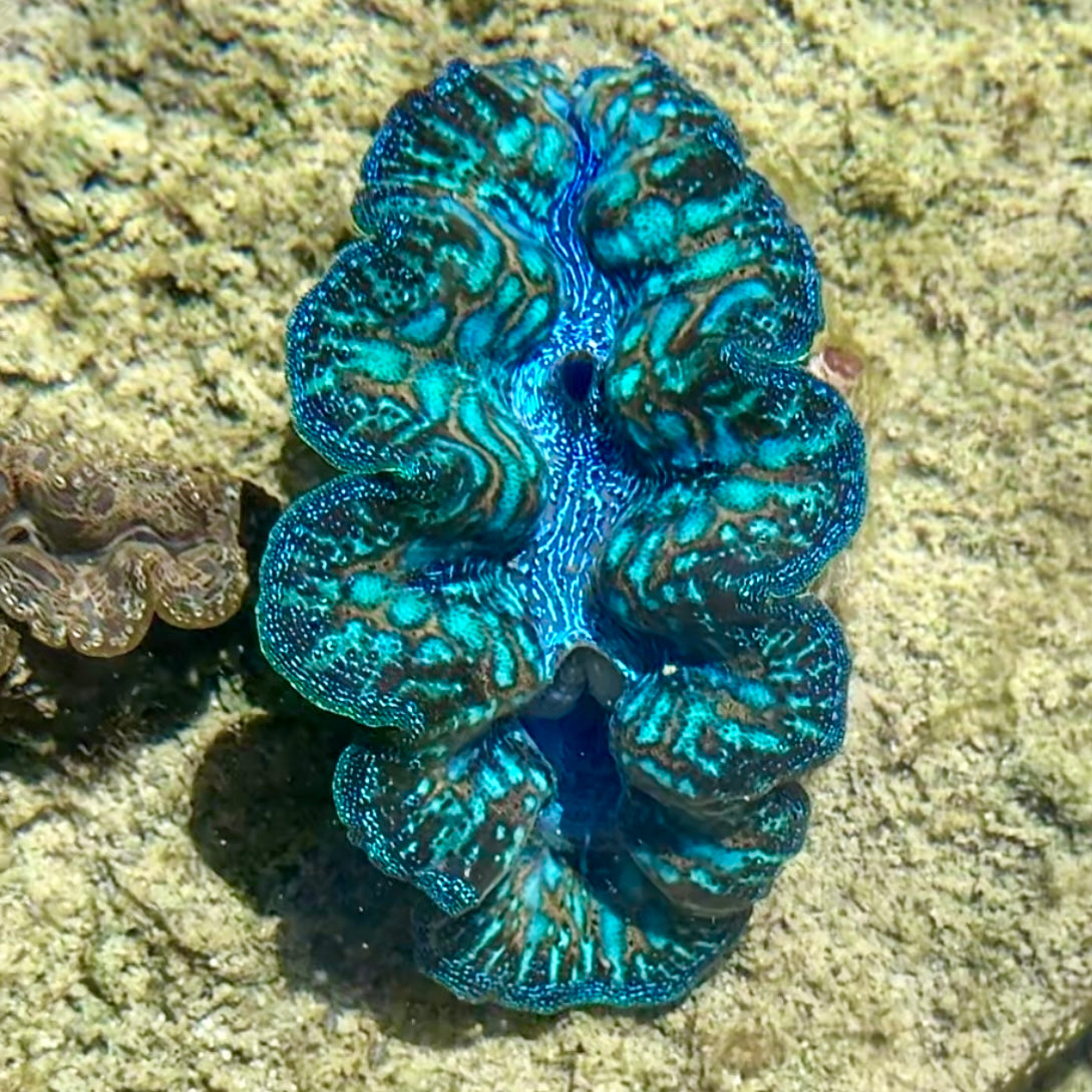 【沖縄北部もとぶ産】ヒメシャコガイ SSSランク9〜10cm前後 海水魚プロショップ