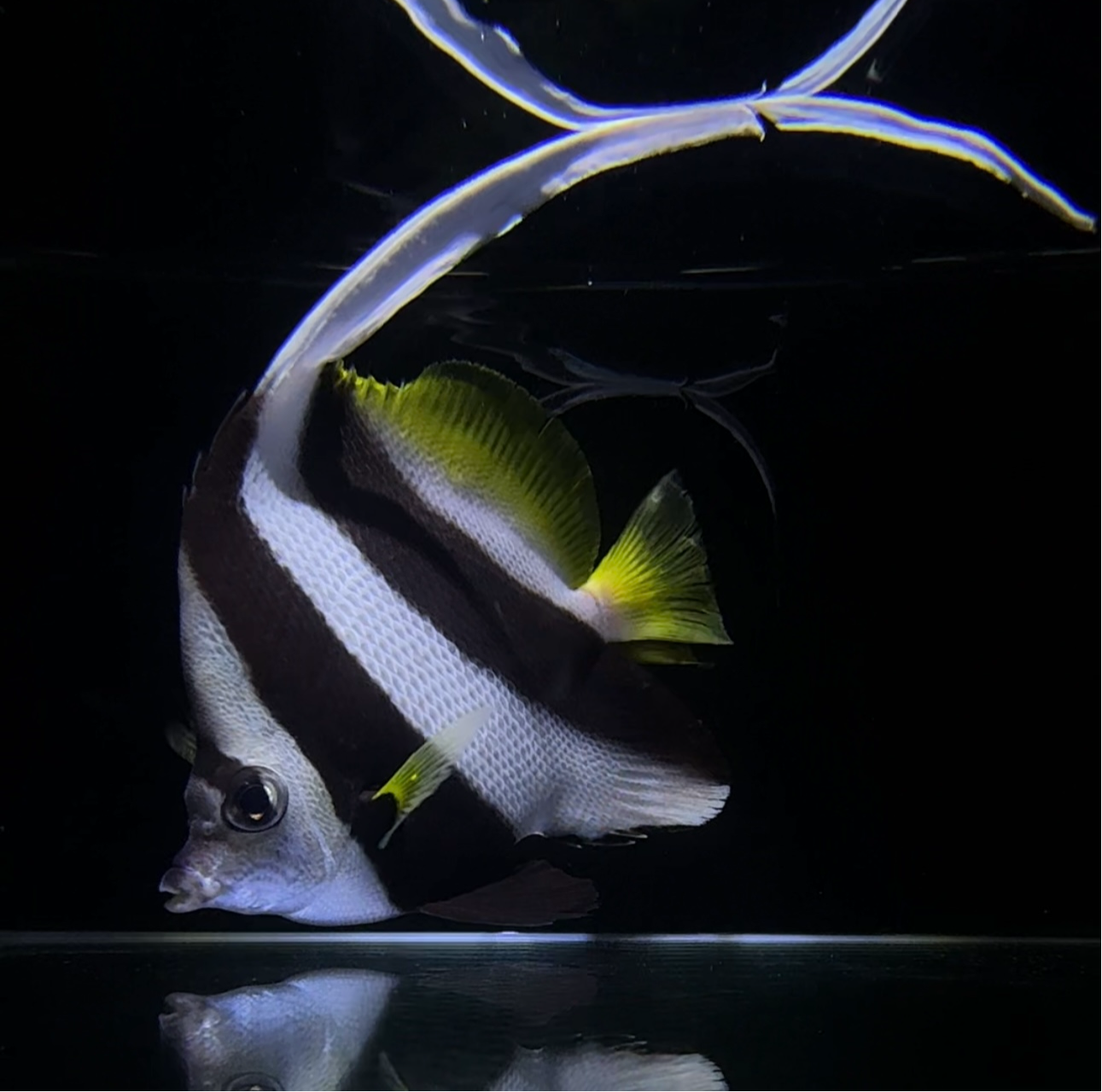 【沖縄北部もとぶ産】ハタタテダイ 海水魚プロショップ