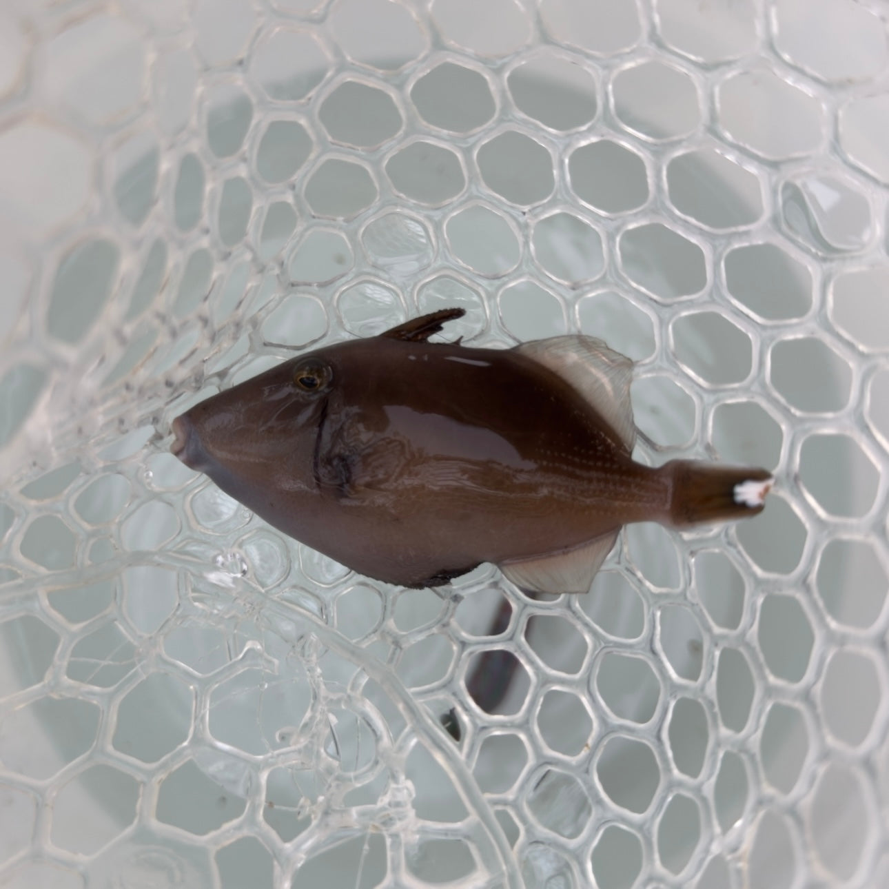 【沖縄北部もとぶ産】ツマジロモンガラ 8〜9cm前後海水魚プロショップ