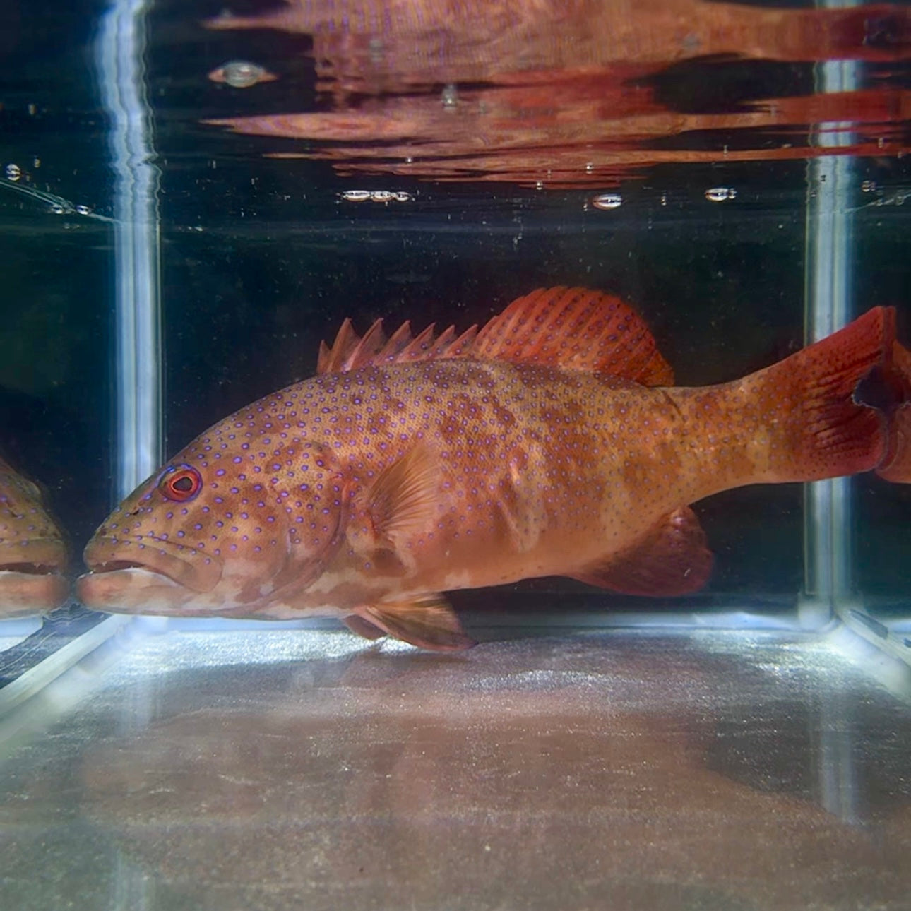 アカジン（魚、通称ミーバイ）タペストリー アカジン（魚、通称ミーバイ）タペストリー 沖縄もとぶ産】スジアラ