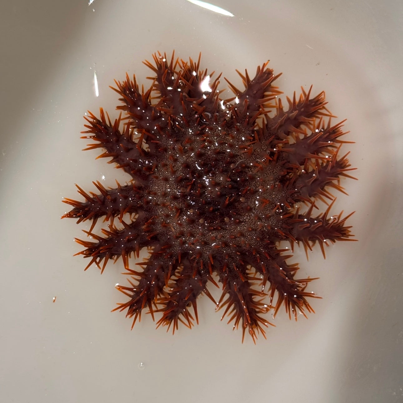 沖縄北部もとぶ産】オニヒトデ 海水魚プロショップ – MOTOBU AQUARIUM