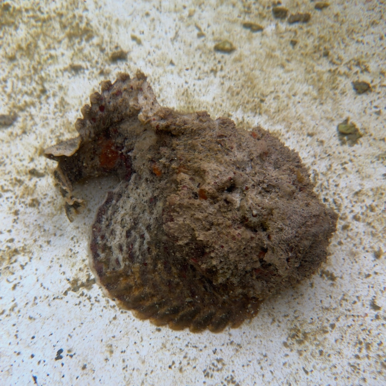 【沖縄もとぶ産】オニダルマオコゼ 海水魚