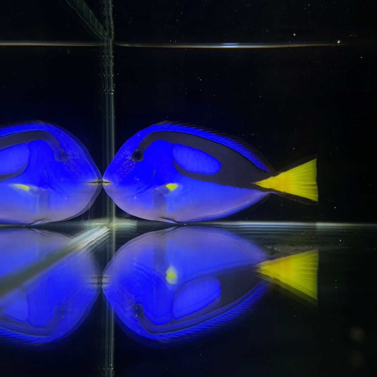 【沖縄北部もとぶ産】ナンヨウハギ11〜12cm前後 粒餌OK 海水魚プロショップ