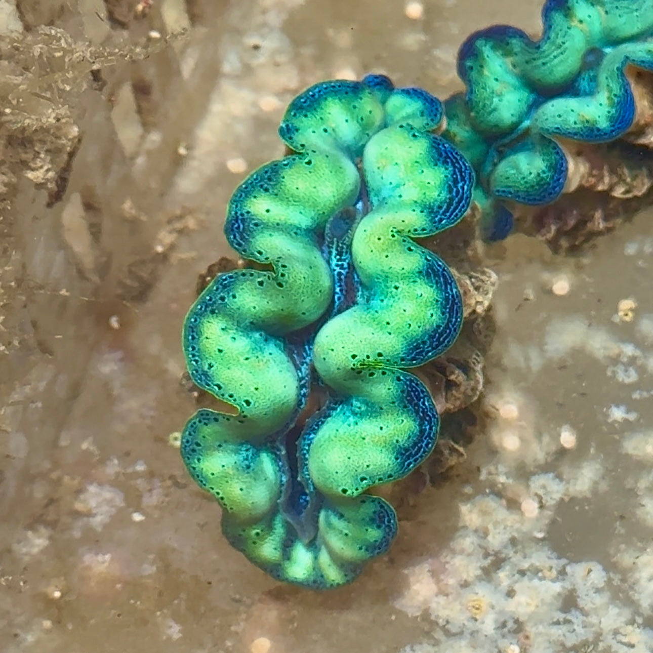 【沖縄北部もとぶ産】高発色ミントグリーン 美個体 ヒメシャコガイ 4cm前後 海水魚プロショップ