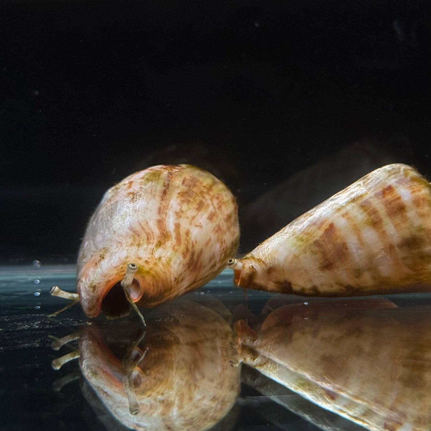 【沖縄北部もとぶ産】マガキガイ1匹 海水魚プロショップ