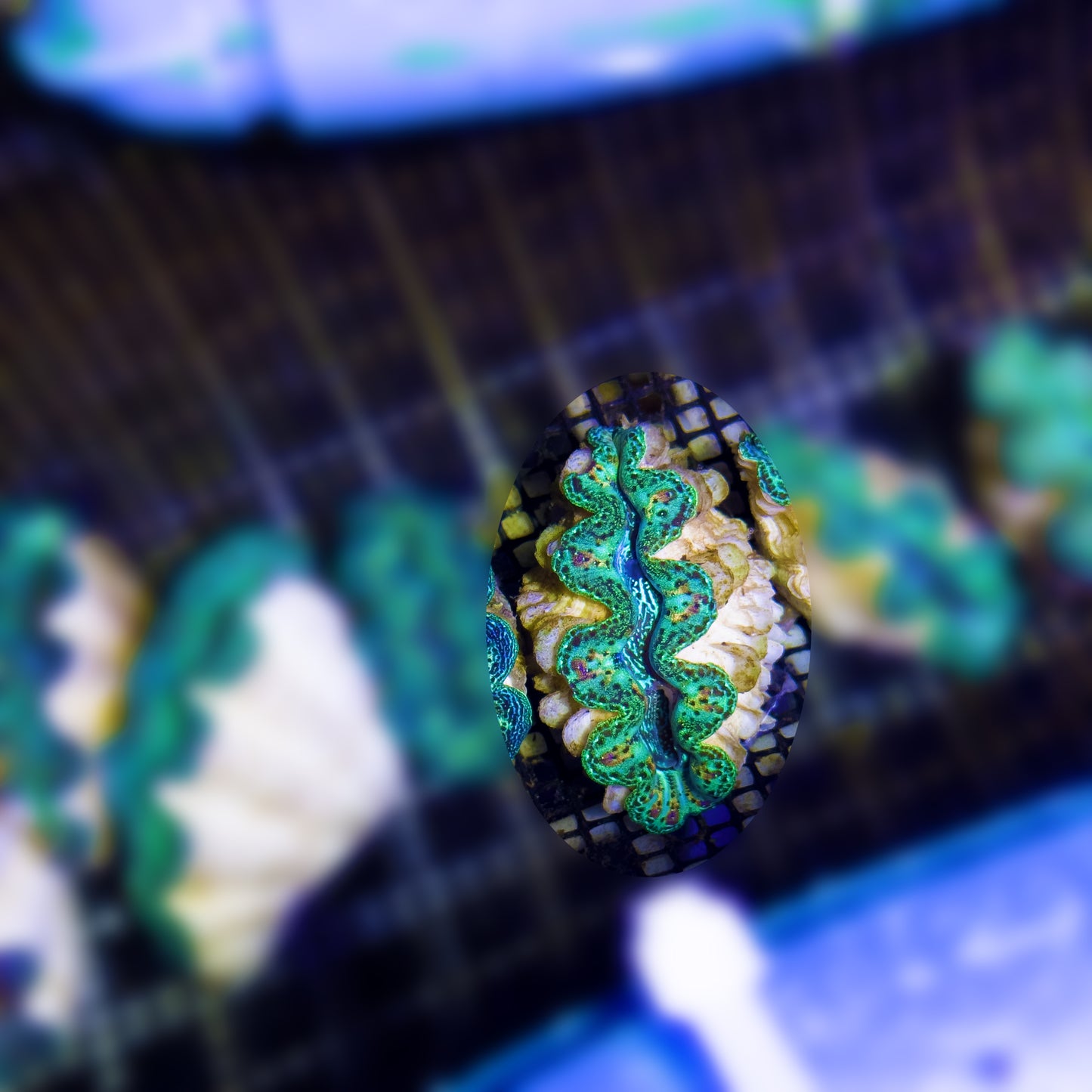 【沖縄北部もとぶ産】ヒメシャコガイ SSSランク 海水魚プロショップ