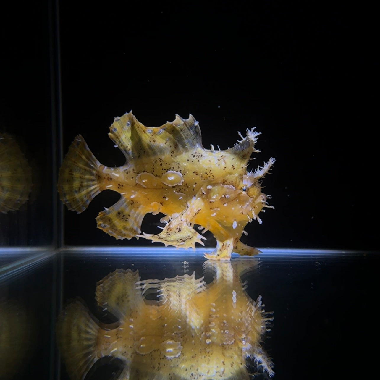 沖縄北部もとぶ産】ハナオコゼ 10〜12cm前後海水魚プロショップ