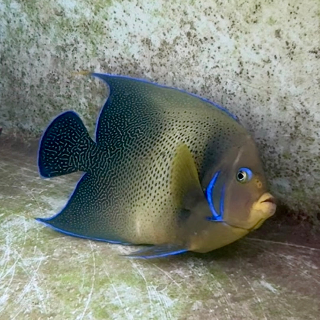 【沖縄北部もとぶ産】サザナミヤッコ★粒餌さ付き25〜28cm前後 海水魚プロショップ