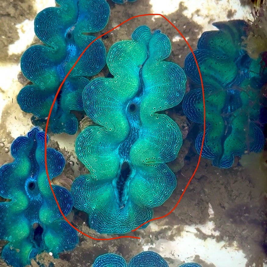 【沖縄北部もとぶ産】高発色ターコイズ 極美ヒメシャコガイ 4cm前後 海水魚プロショップ