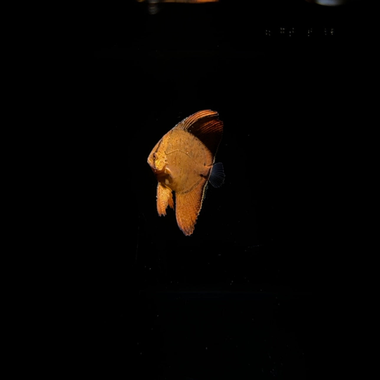【沖縄北部もとぶ産】ナンヨウツバメウオ 3〜5cm前後海水魚プロショップ