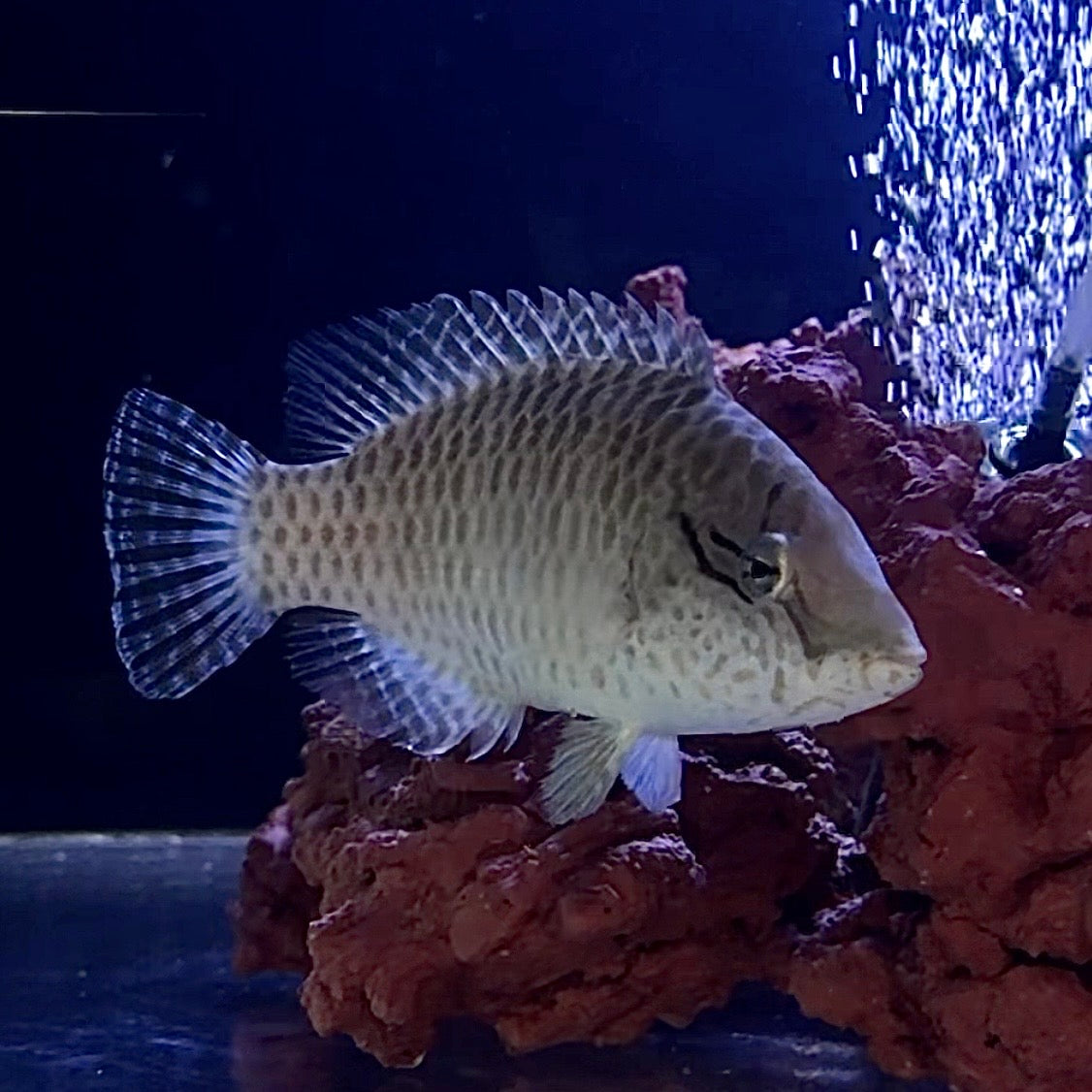 【沖縄北部もとぶ産】メガネモチノウオ 12〜14cm前後 粒餌OK 海水魚プロショップ