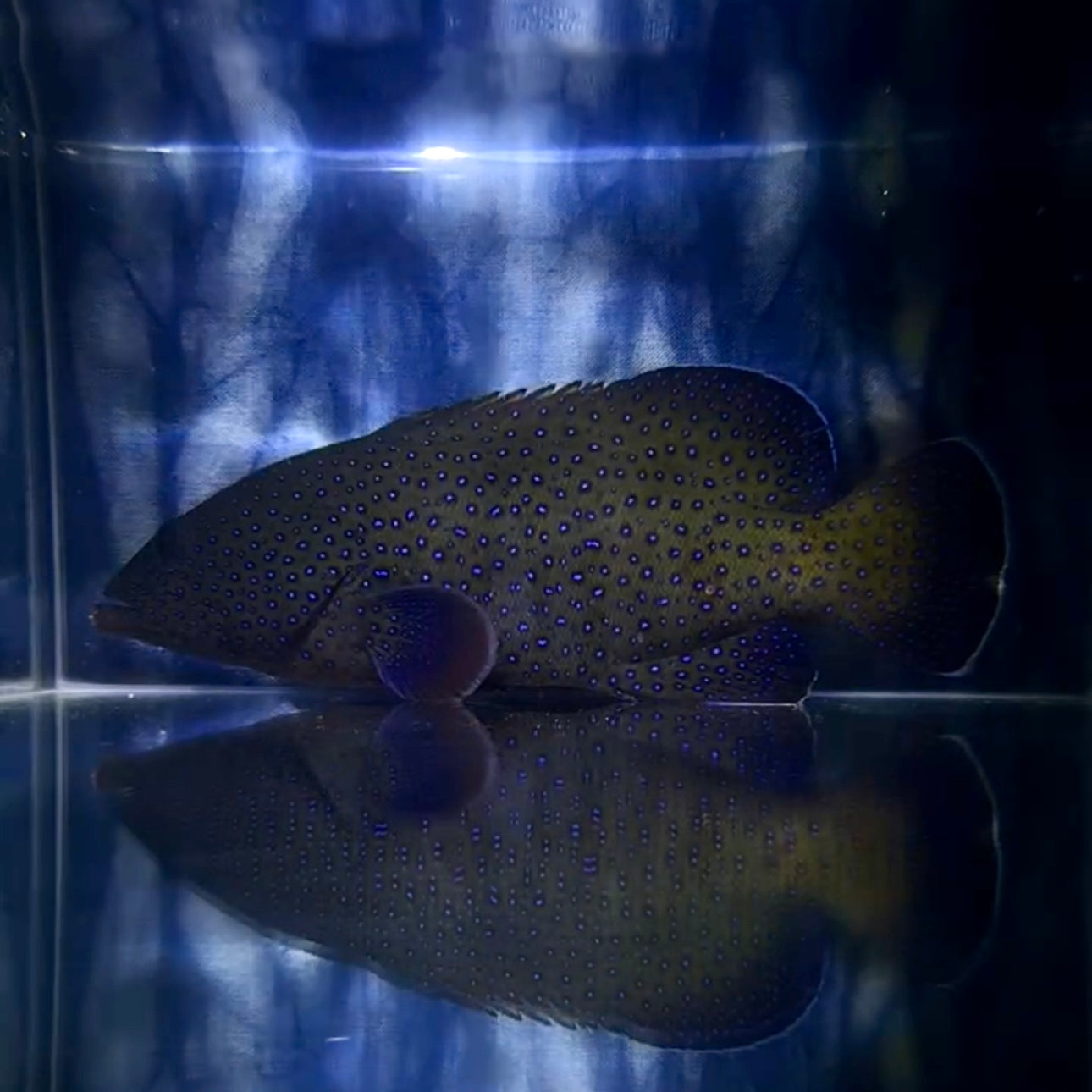 【沖縄北部もとぶ産】アオノメハタ 海水魚プロショップ