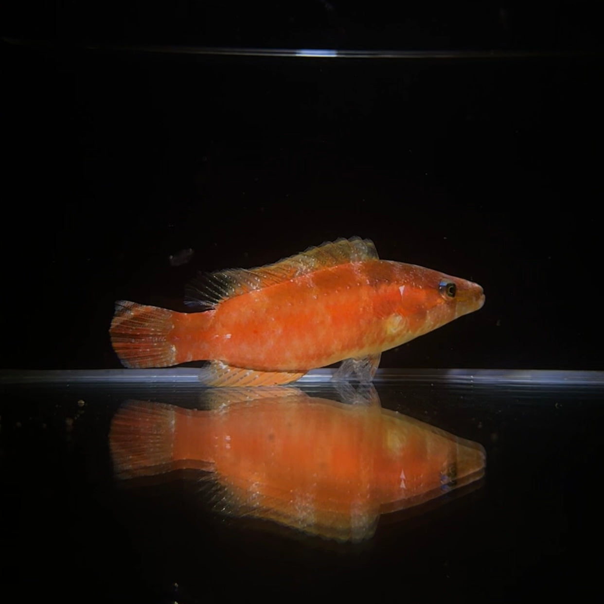 【沖縄北部もとぶ産】カタグロホホスジモチノウオ 10cm前後海水魚プロショップ