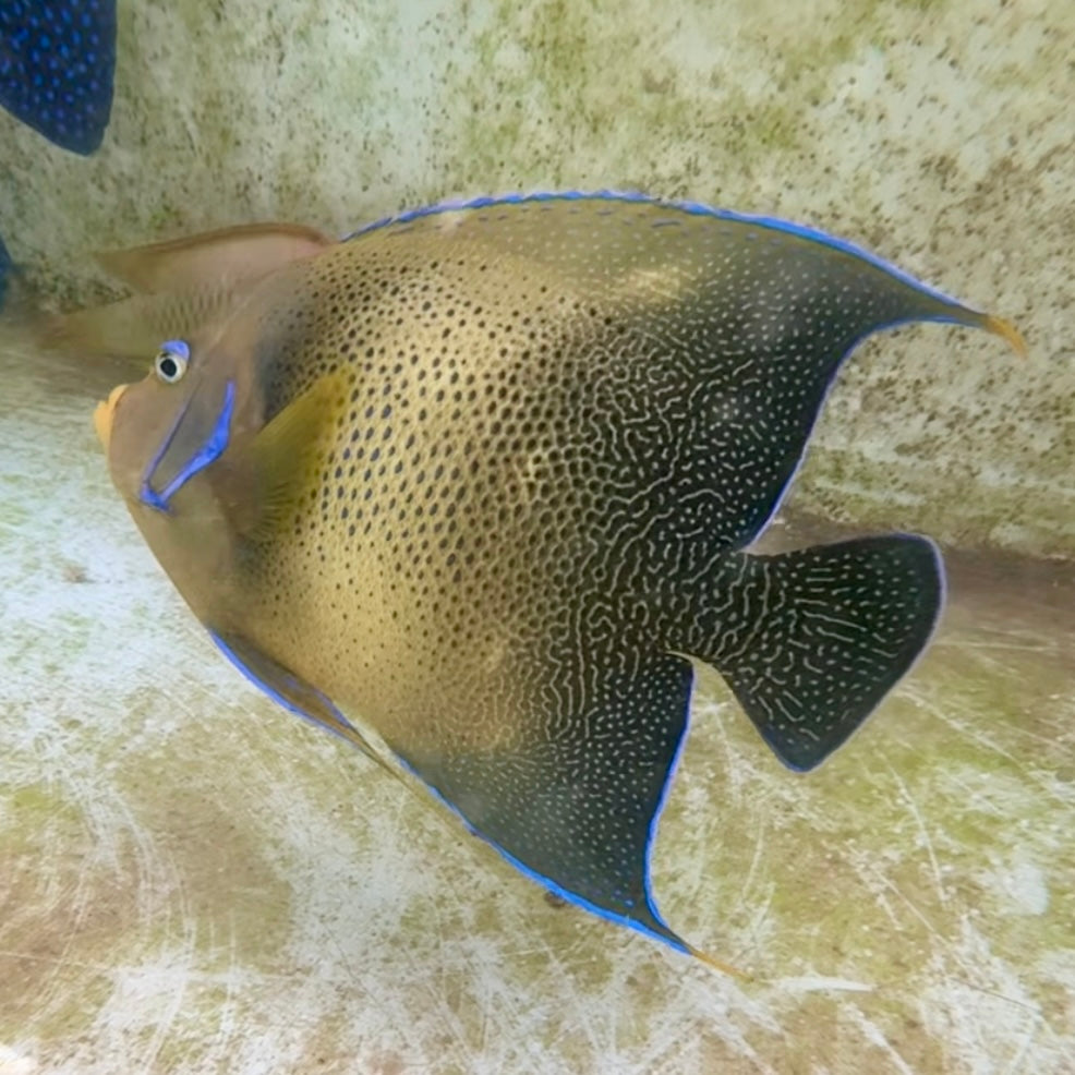 【沖縄北部もとぶ産】サザナミヤッコ★粒餌さ付き25〜28cm前後 海水魚プロショップ