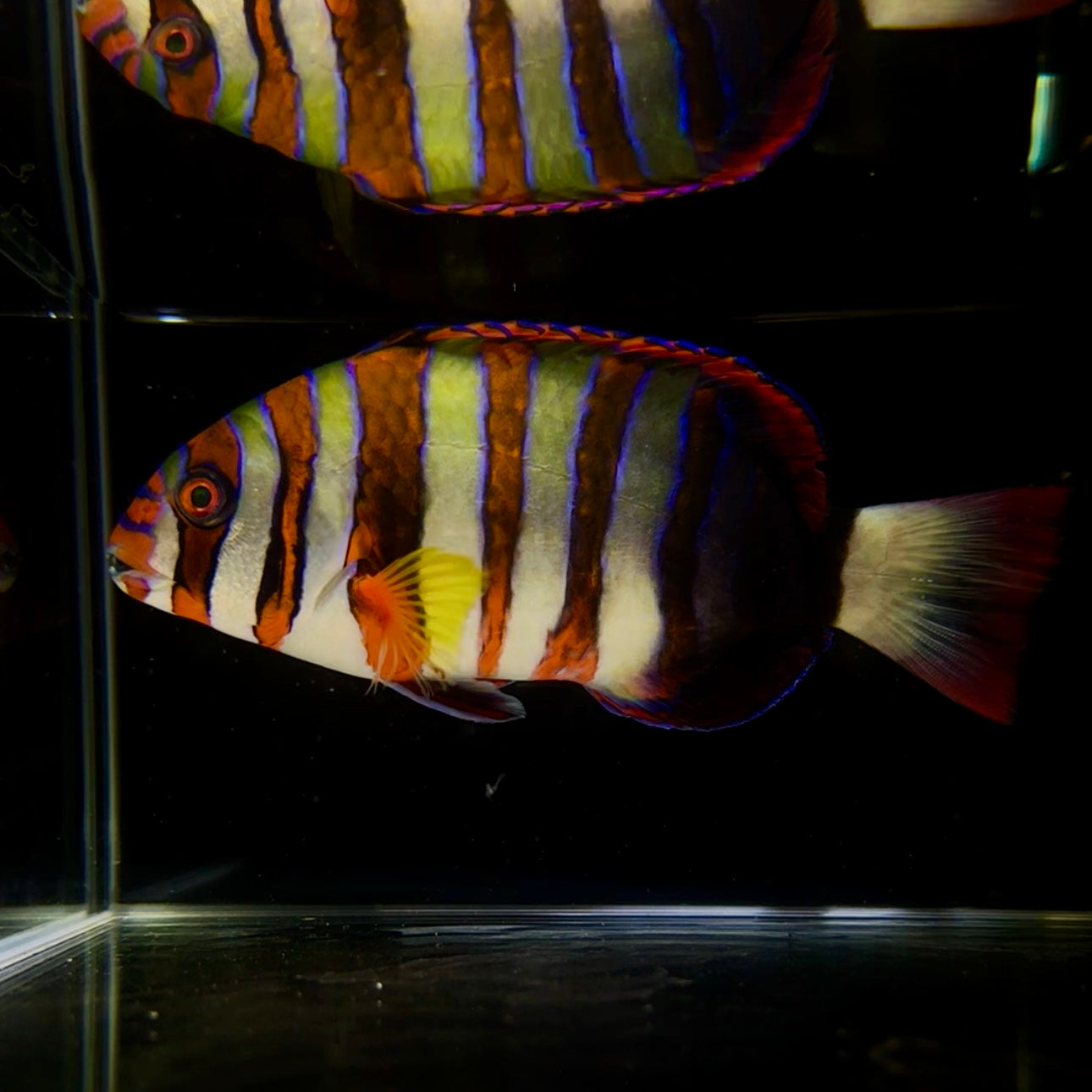 沖縄もとぶ産】シチセンベラ 海水魚 – MOTOBU AQUARIUM