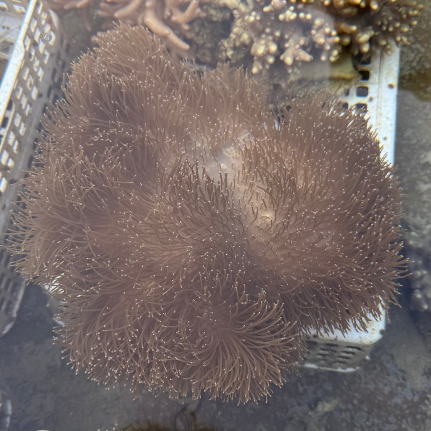 【沖縄北部もとぶ産】オオウミキノコ ロングポリプ20〜23cm前後 海水魚プロショップ
