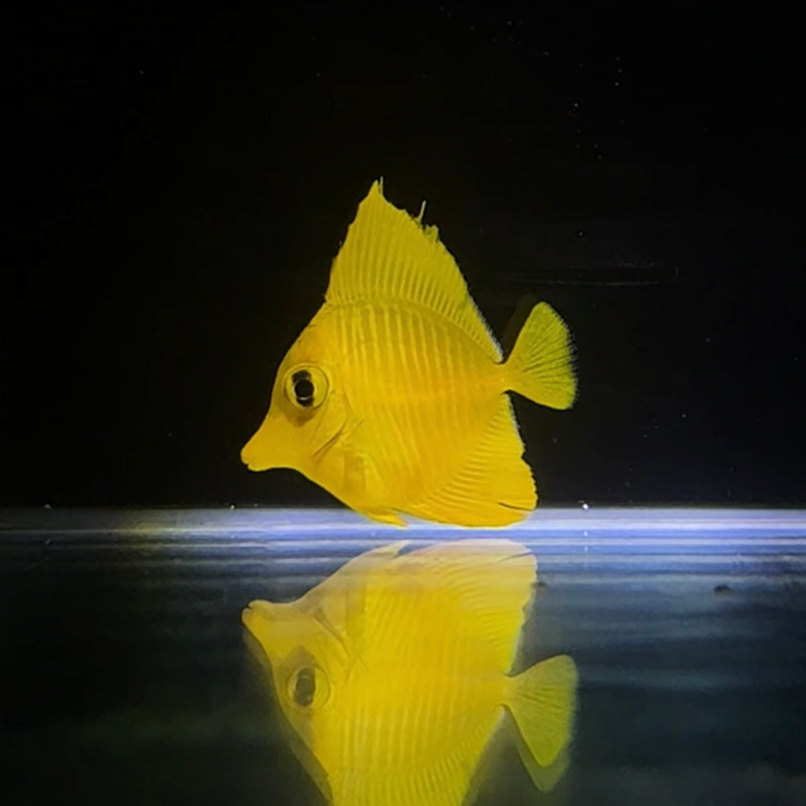 沖縄産】キイロハギ 海水魚 – MOTOBU AQUARIUM