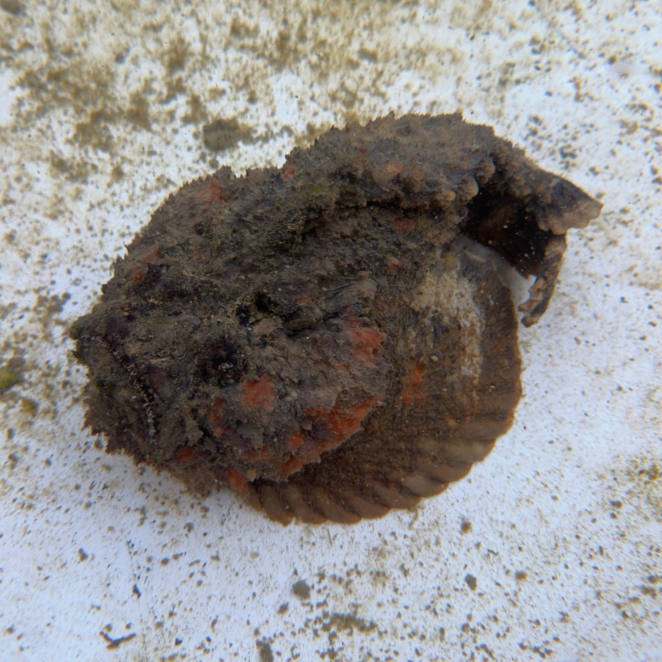 【沖縄もとぶ産】オニダルマオコゼ 海水魚