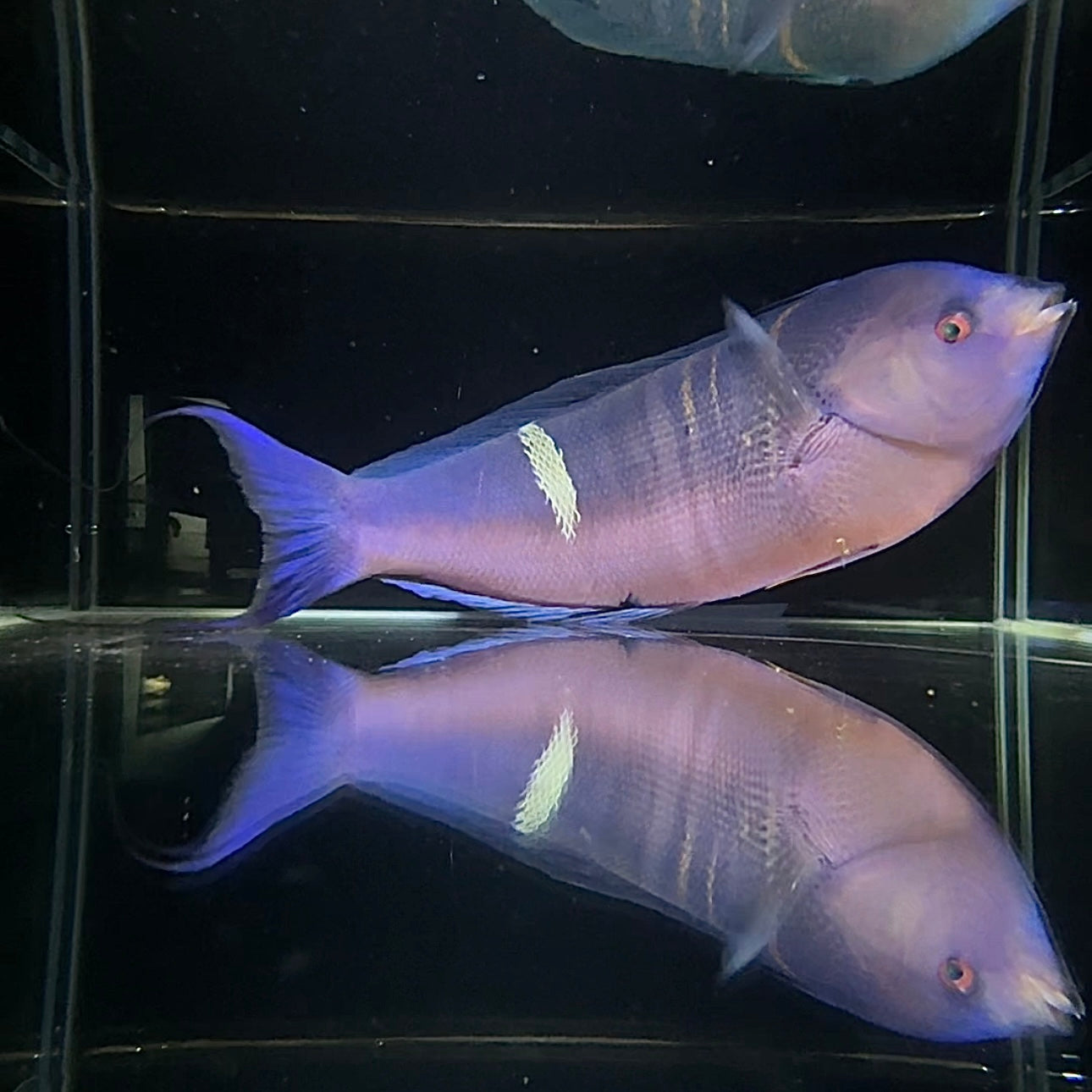 【沖縄北部もとぶ産】 シラタキベラダマシ 25cm前後海水魚プロショップ