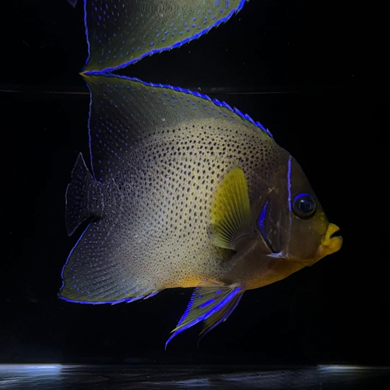 【沖縄北部もとぶ産】サザナミヤッコ★人工飼料餌付済14〜15cm前後 粒餌付き海水魚プロショップ