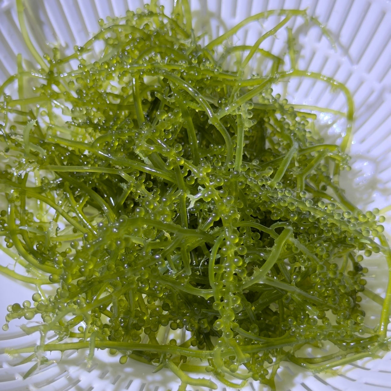 沖縄もとぶ産海藻 海ぶどう(クビレズタ)生餌 マリンプランツ