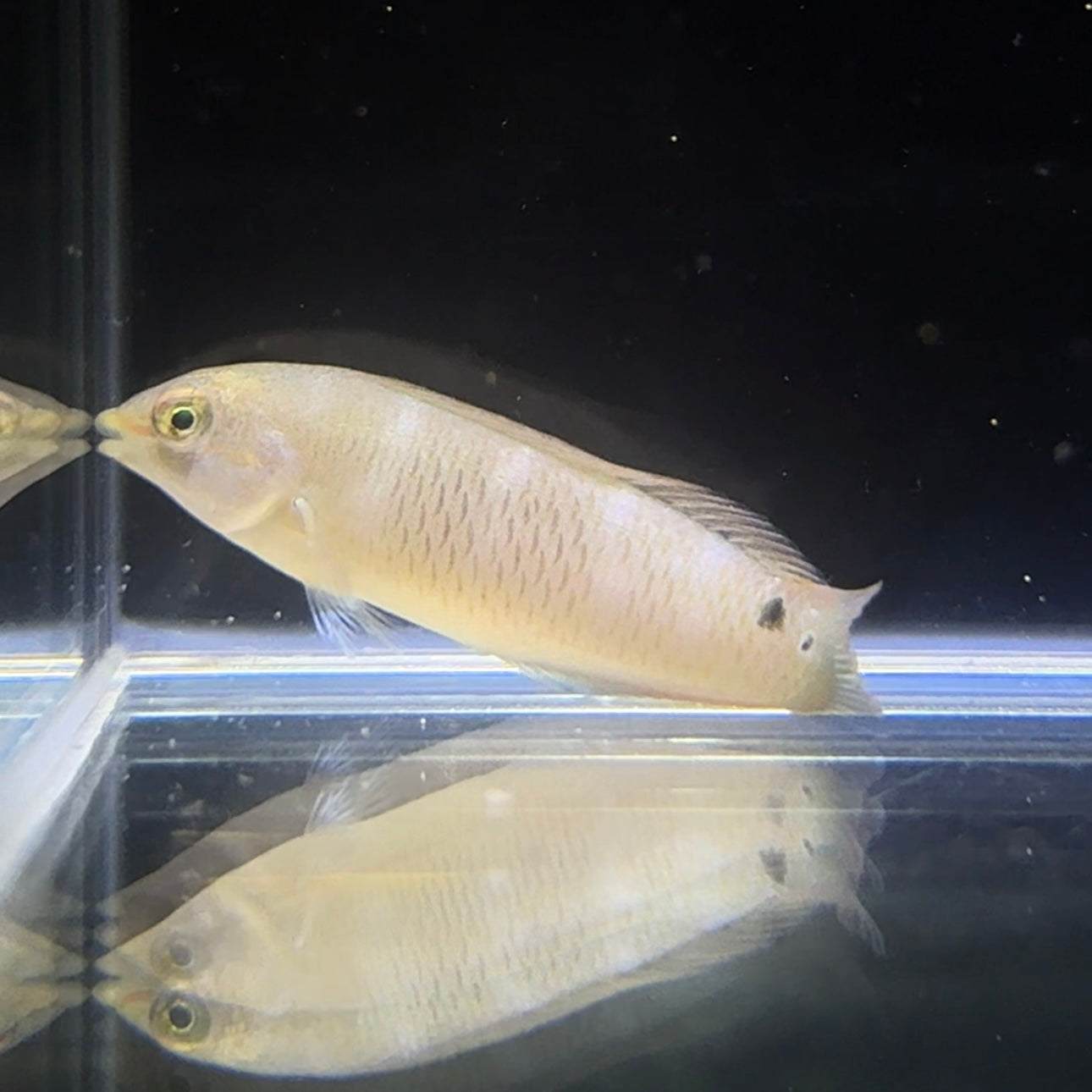 【沖縄もとぶ産】ミツボシキュウセン 海水魚