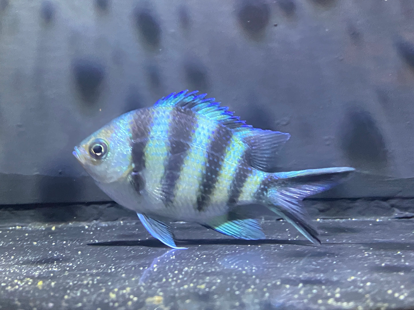 ロクセンスズメダイ