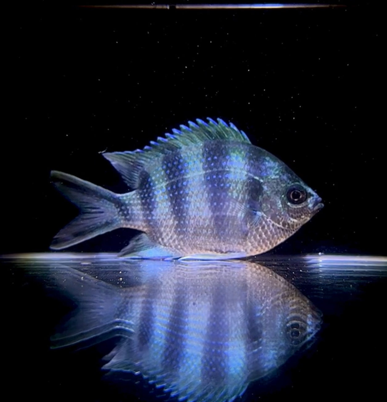 ロクセンスズメダイ