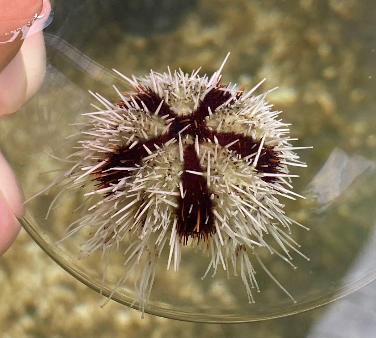 沖縄もとぶ産】シラヒゲウニ – MOTOBU AQUARIUM