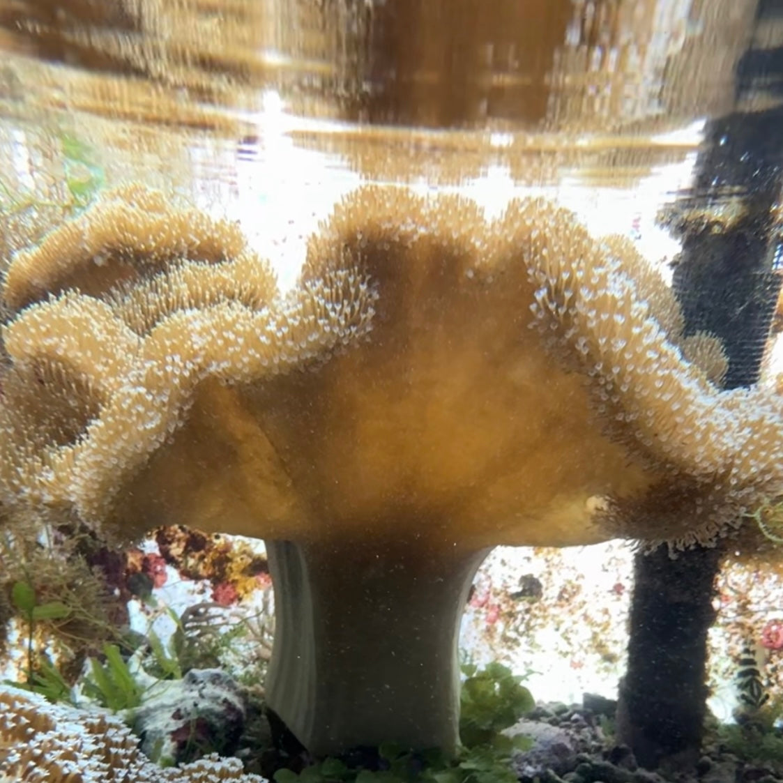 【沖縄北部もとぶ産】特大ウミキノコ 40〜45cm前後 海水魚プロショップ