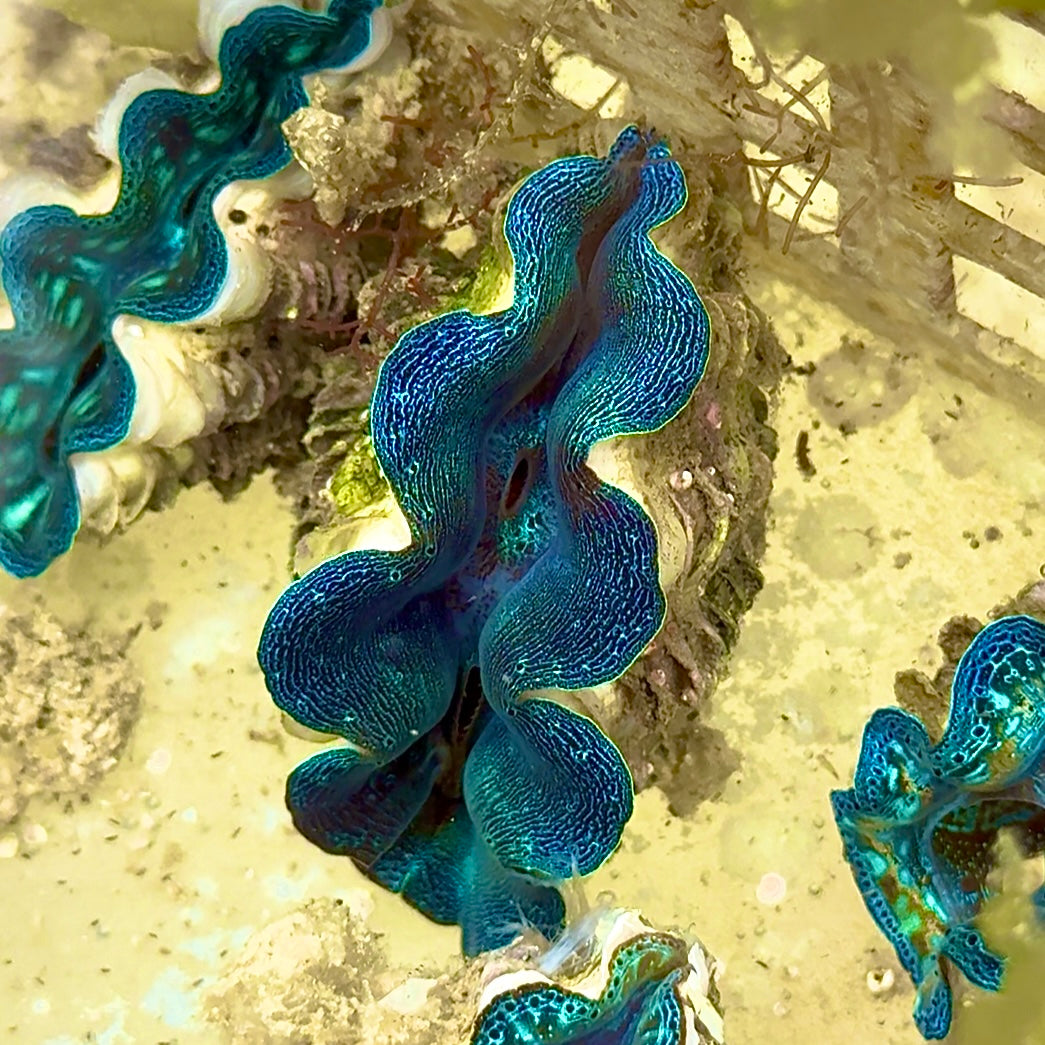 【沖縄北部もとぶ産】ヒメシャコガイ メタリックブルー×グリーン4cm前後 海水魚プロショップ