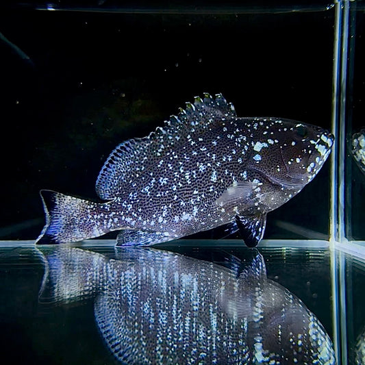 【沖縄北部もとぶ産】ツチホゼリ★人工飼料餌付済15cm前後 粒餌付き海水魚プロショップ