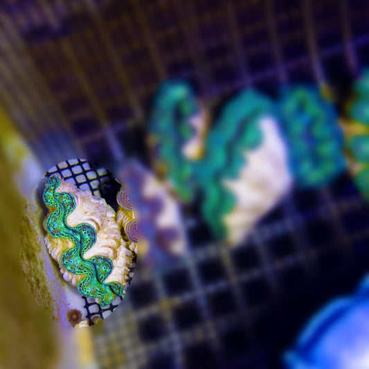 【沖縄北部もとぶ産】ヒメシャコガイ SSSランク 海水魚プロショップ