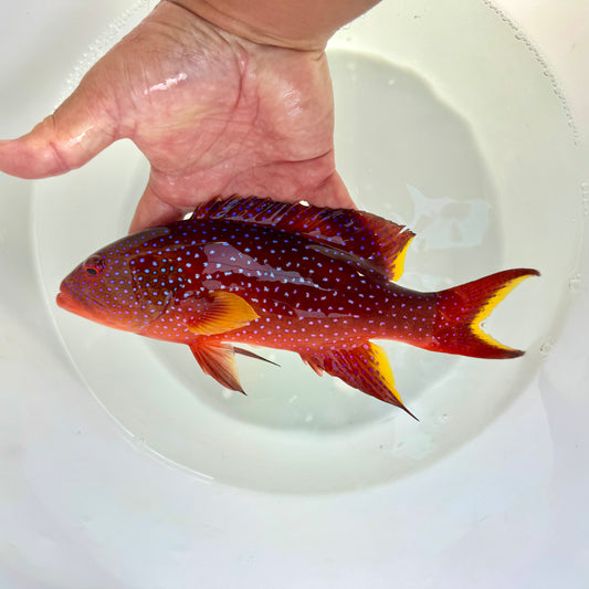 【沖縄北部もとぶ産】美個体バラハタ23〜25cm前後 粒餌OK 海水魚プロショップ
