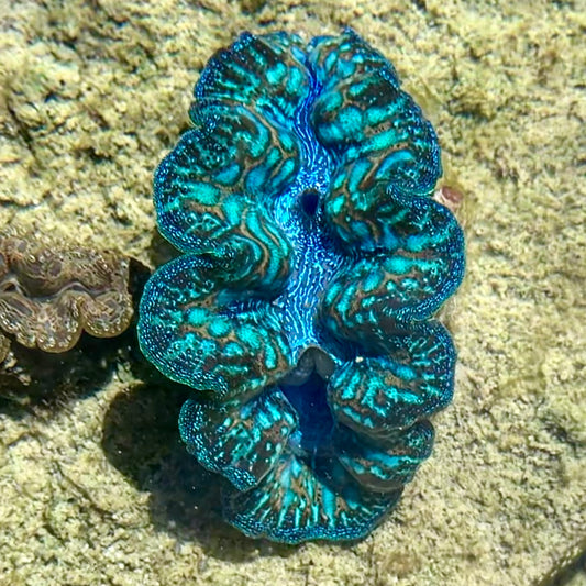 【沖縄北部もとぶ産】ヒメシャコガイ SSSランク9〜10cm前後 海水魚プロショップ