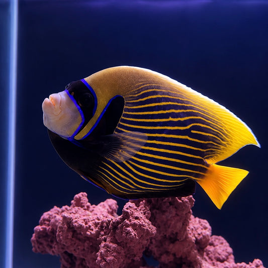 【沖縄北部もとぶ産】タテジマキンチャクダイ15〜16cm前後 粒餌OK 海水魚プロショップ
