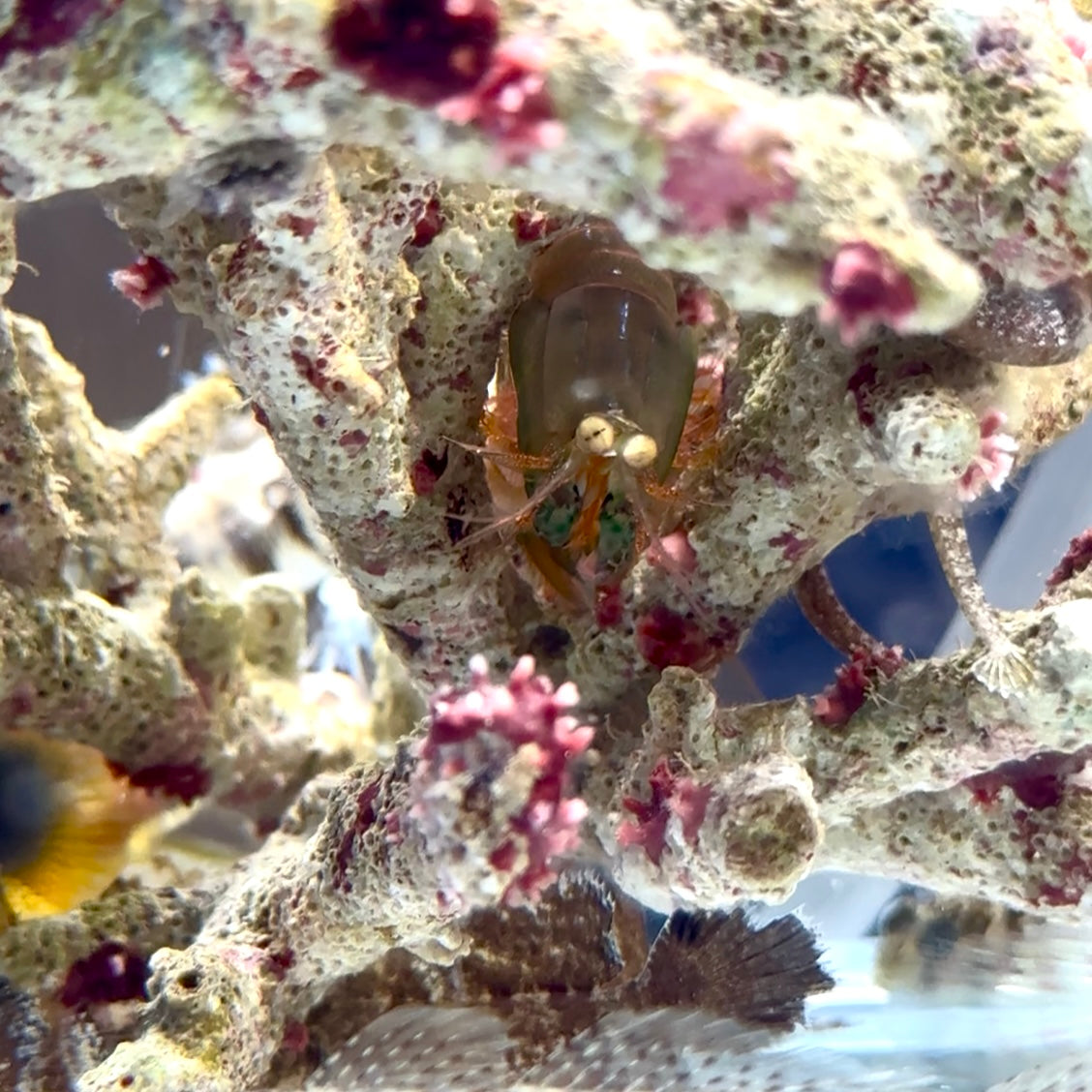 【沖縄北部もとぶ産】フトユビシャコモドキ4〜5cm前後 海水魚プロショップ