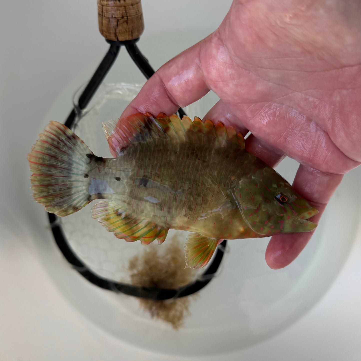 【沖縄北部もとぶ産】ミツバモチノウオ 12〜14cm前後 海水魚プロショップ