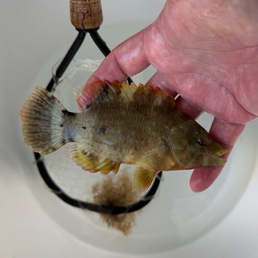 【沖縄北部もとぶ産】ミツバモチノウオ 12〜14cm前後 海水魚プロショップ