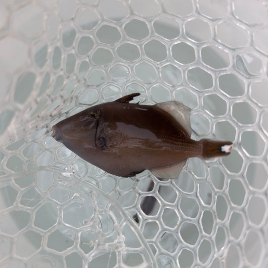 【沖縄北部もとぶ産】ツマジロモンガラ 8〜9cm前後海水魚プロショップ