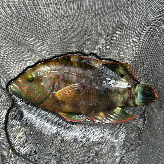 【沖縄北部もとぶ産】ミツバモチノウオ 30cm前後 海水魚プロショップ