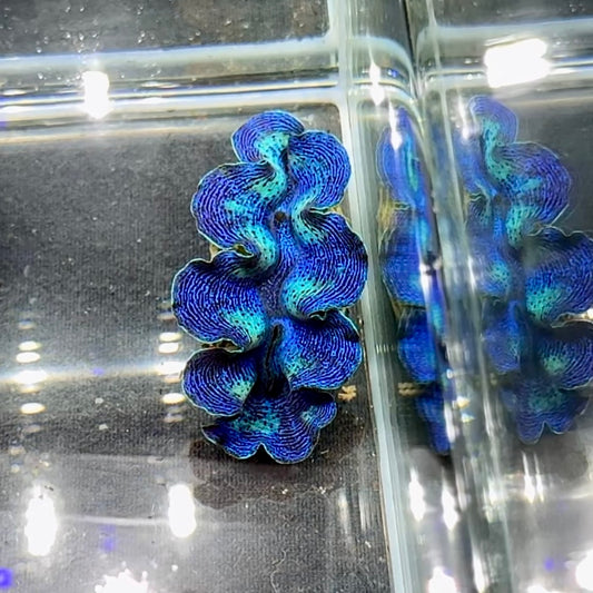 【沖縄北部もとぶ産】ヒメシャコガイ Sランク3〜4cm前後 海水魚プロショップ