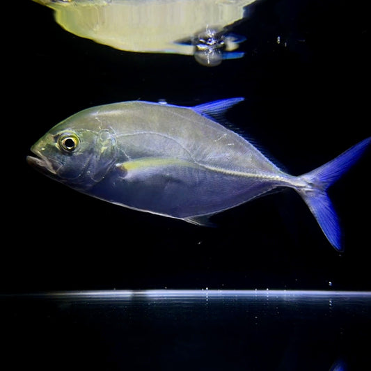 【沖縄北部もとぶ産】カスミアジ22〜24cm前後 海水魚プロショップ