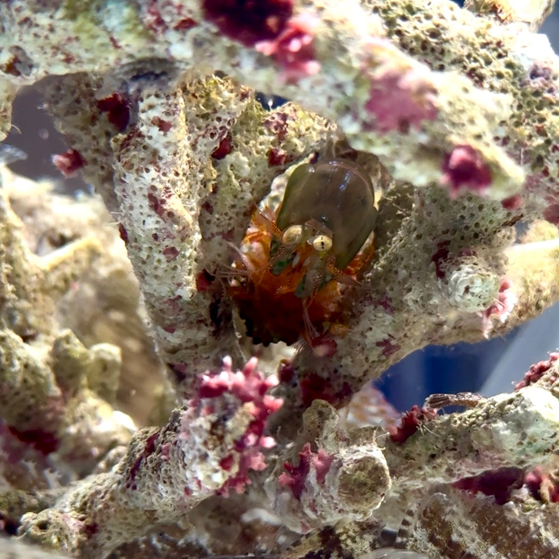 【沖縄北部もとぶ産】フトユビシャコモドキ4〜5cm前後 海水魚プロショップ