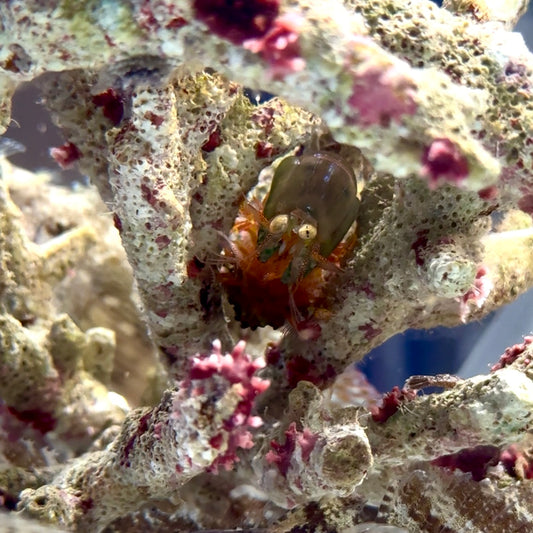 【沖縄北部もとぶ産】フトユビシャコモドキ4〜5cm前後 海水魚プロショップ