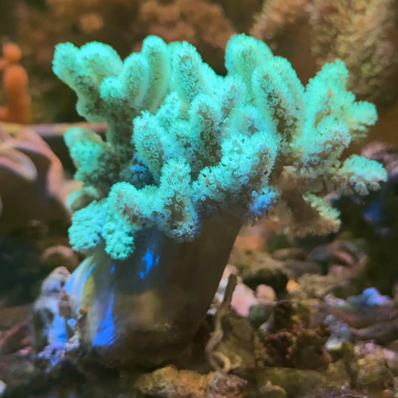 【沖縄北部もとぶ産】ナグラカタトサカsp. 蛍光グリーン7〜8cm前後 ミニケヤリムシ付き海水魚プロショップ